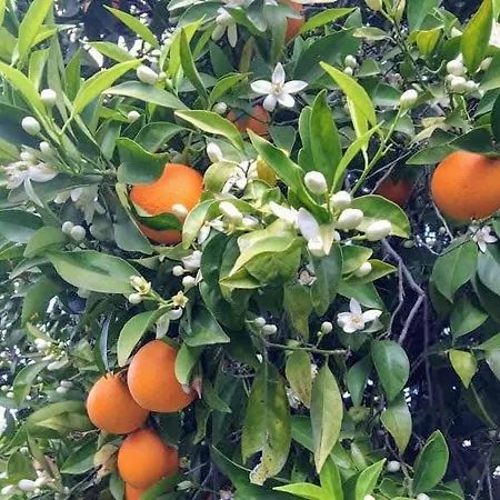 Casita Azahar Andalucia Σπίτι διακοπών *